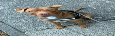 Mixed Breed 1