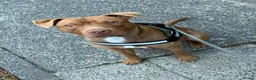 Mixed Breed dogs for sale: 11 Month Old Staffy Milo - Advert 4