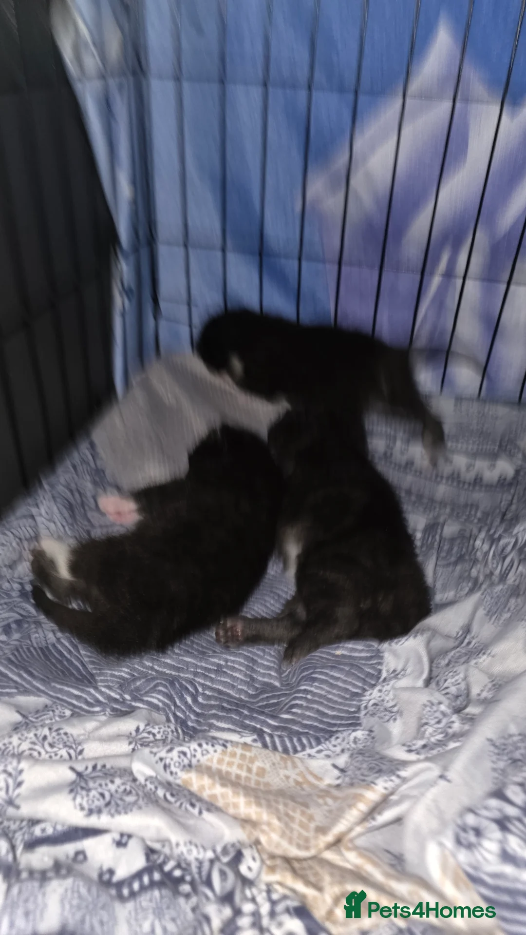 Mixed Breed cats for sale: Fluffy kittens for sale  - Advert 2