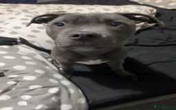 Staffordshire Bull Terrier dogs for sale: Blue Staffordshire bull terrier - Image 3