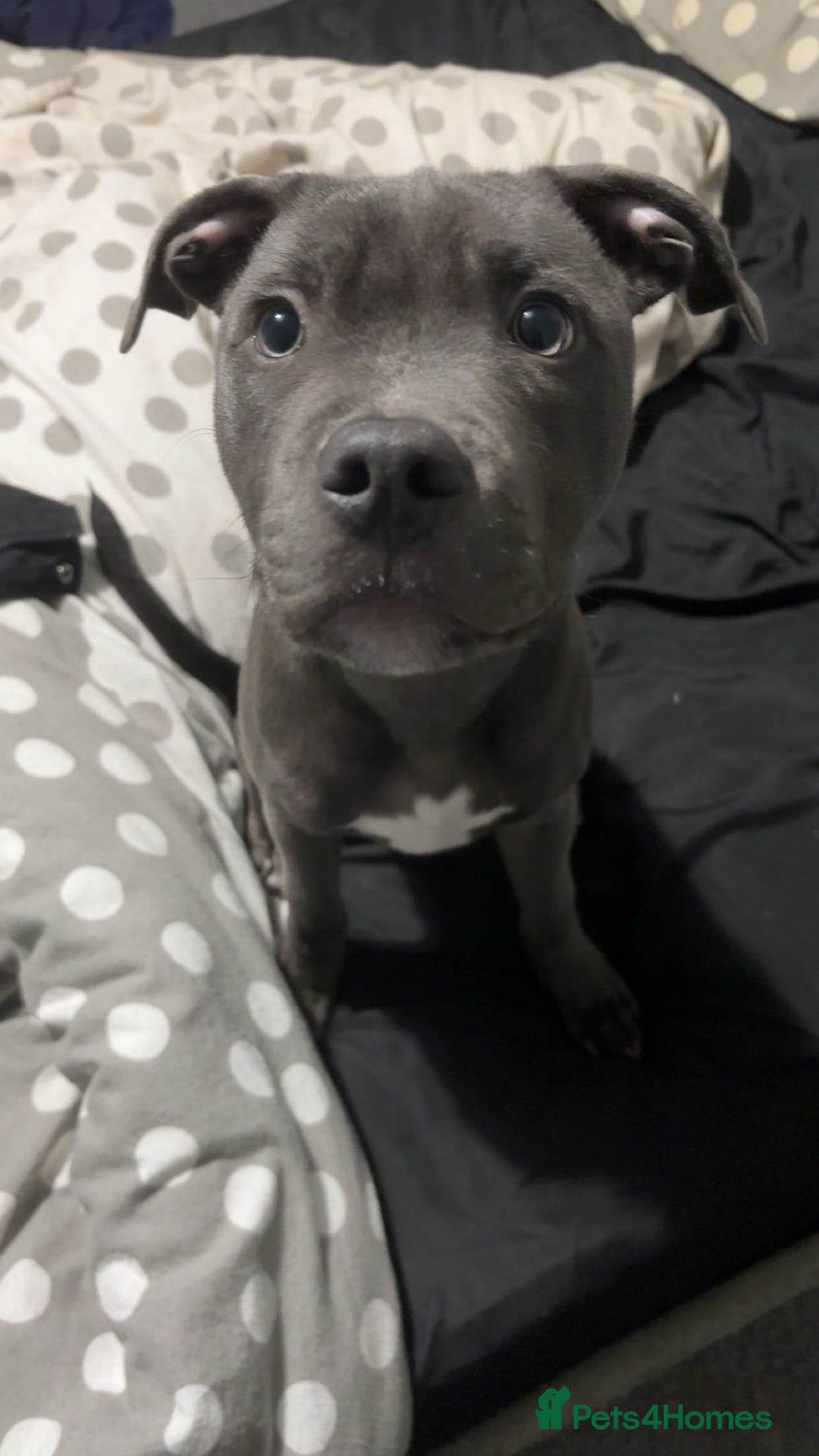Staffordshire Bull Terrier dogs for sale: Blue Staffordshire bull terrier - Image 3