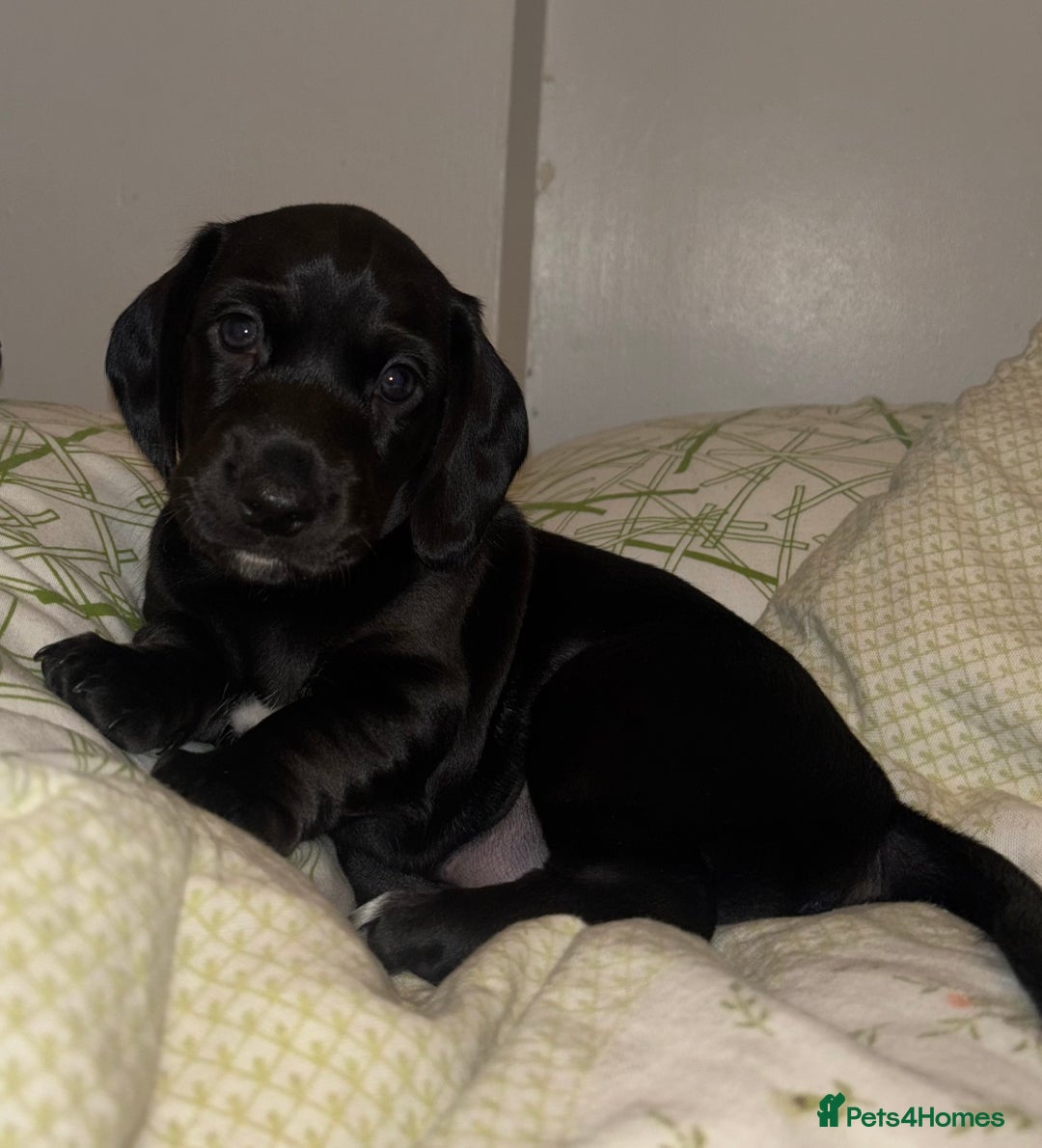 Mixed Breed dogs for sale: Miniature dachshunds puppies - Advert 6