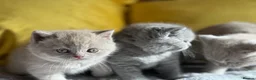 British Shorthair cats for sale: GCCF registered Kittens  - Advert 12