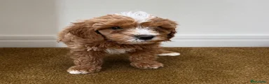 Cavachon 1