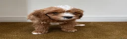 Cavachon dogs for sale: Gorgeous cavachon puppies  - Advert 8