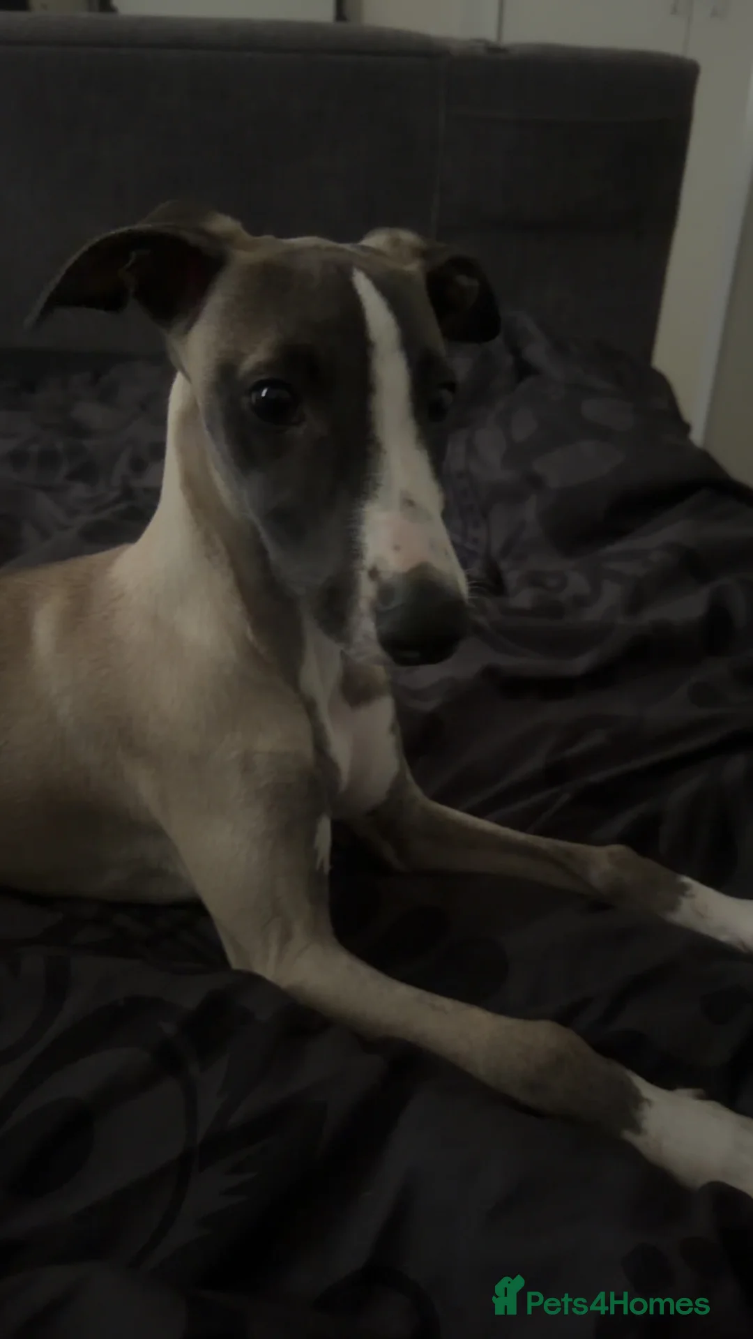 Whippet dogs for sale: Beautiful whippet - Advert 2