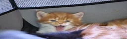 Maine Coon cats for sale: Gorgeous maine coon cross kittens - Advert 11