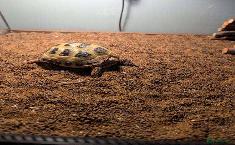 Tortoise reptiles - Advert 1
