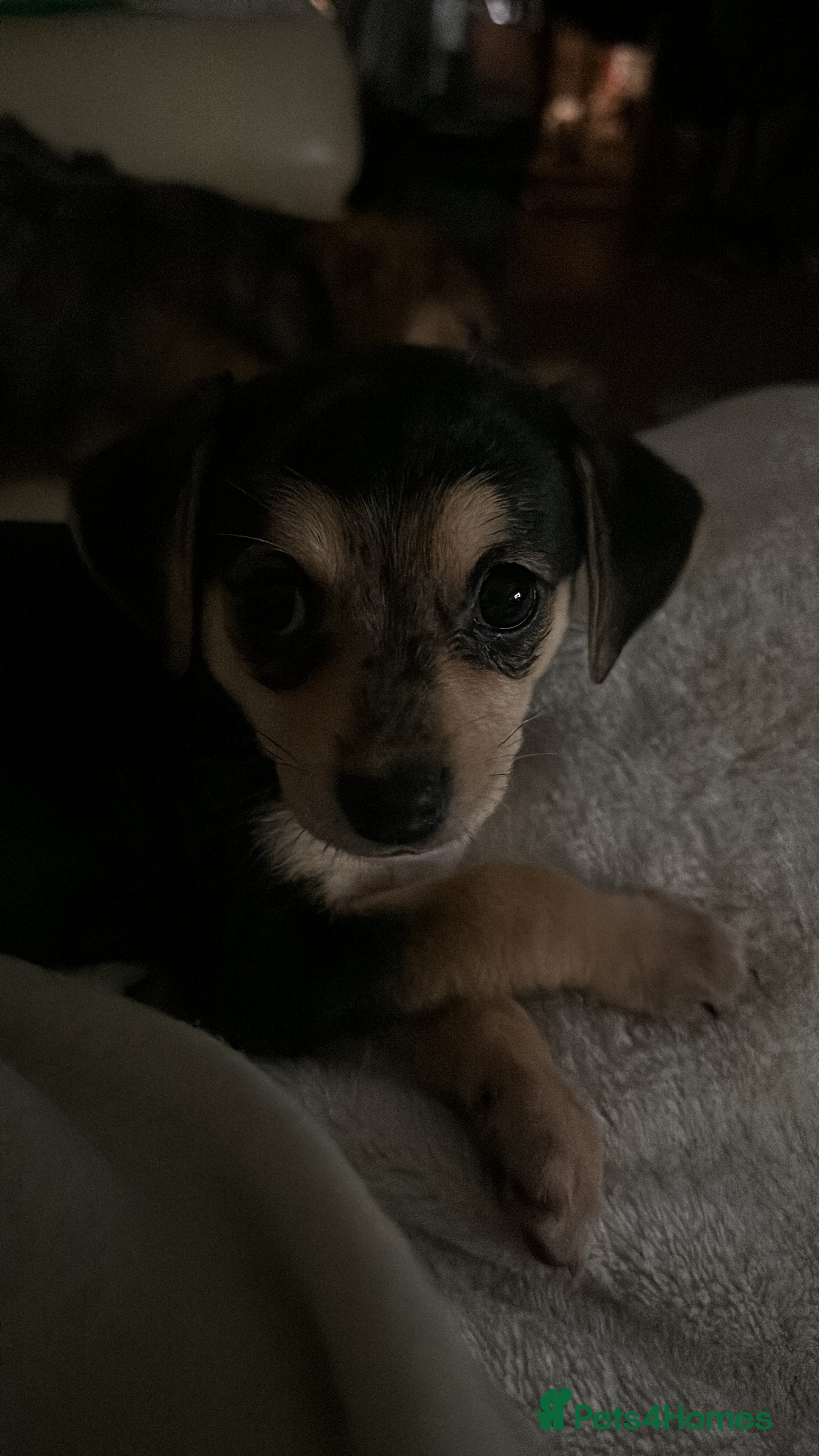 Mixed Breed dogs 6 beautiful small puppies for sale - Advert 2