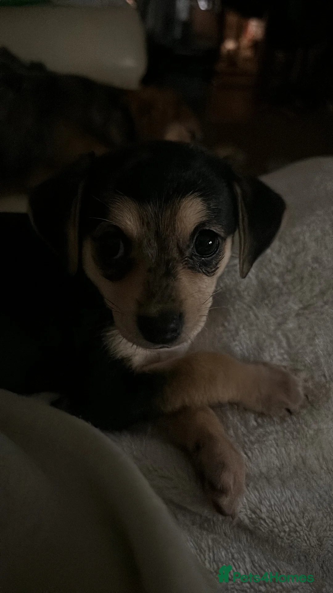 Mixed Breed dogs for sale: 6 beautiful small puppies for sale - Advert 2