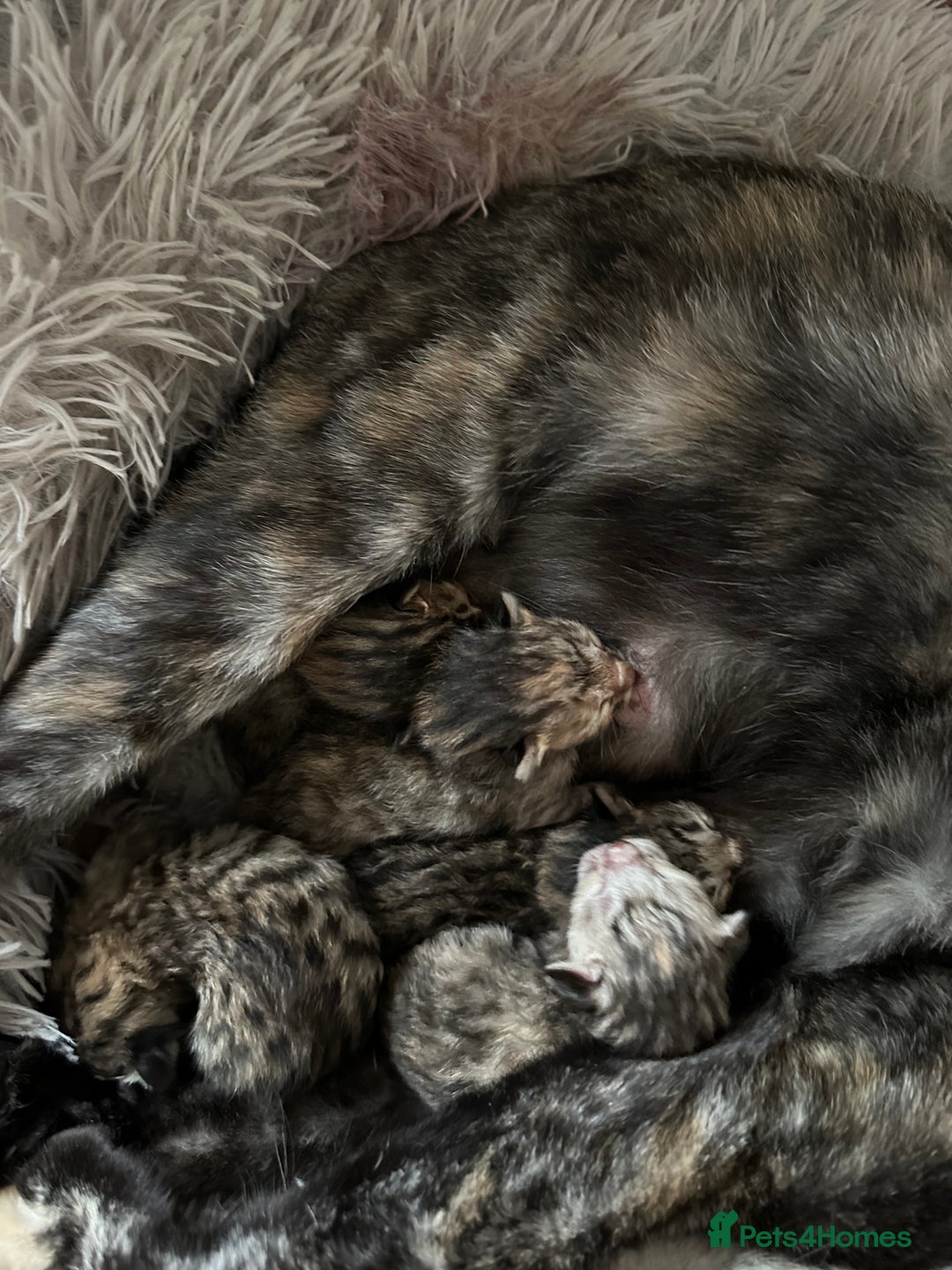 Mixed Breed cats for sale: Crossed BENGALS  - Image 27