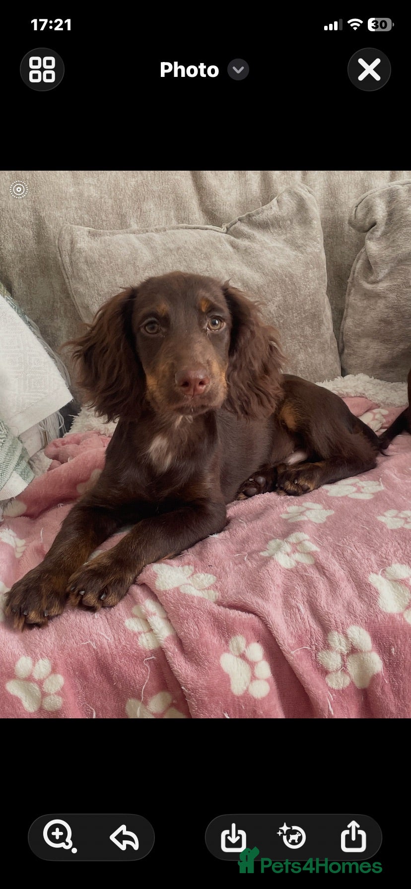 Cocker Spaniel dogs Reduced 4 Chocolate & Tan Cocker Spaniel Pups  - Advert 1