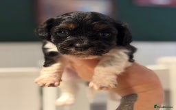 Mixed Breed dogs for sale: Beautiful CavaJacks 🖤 - Image 7