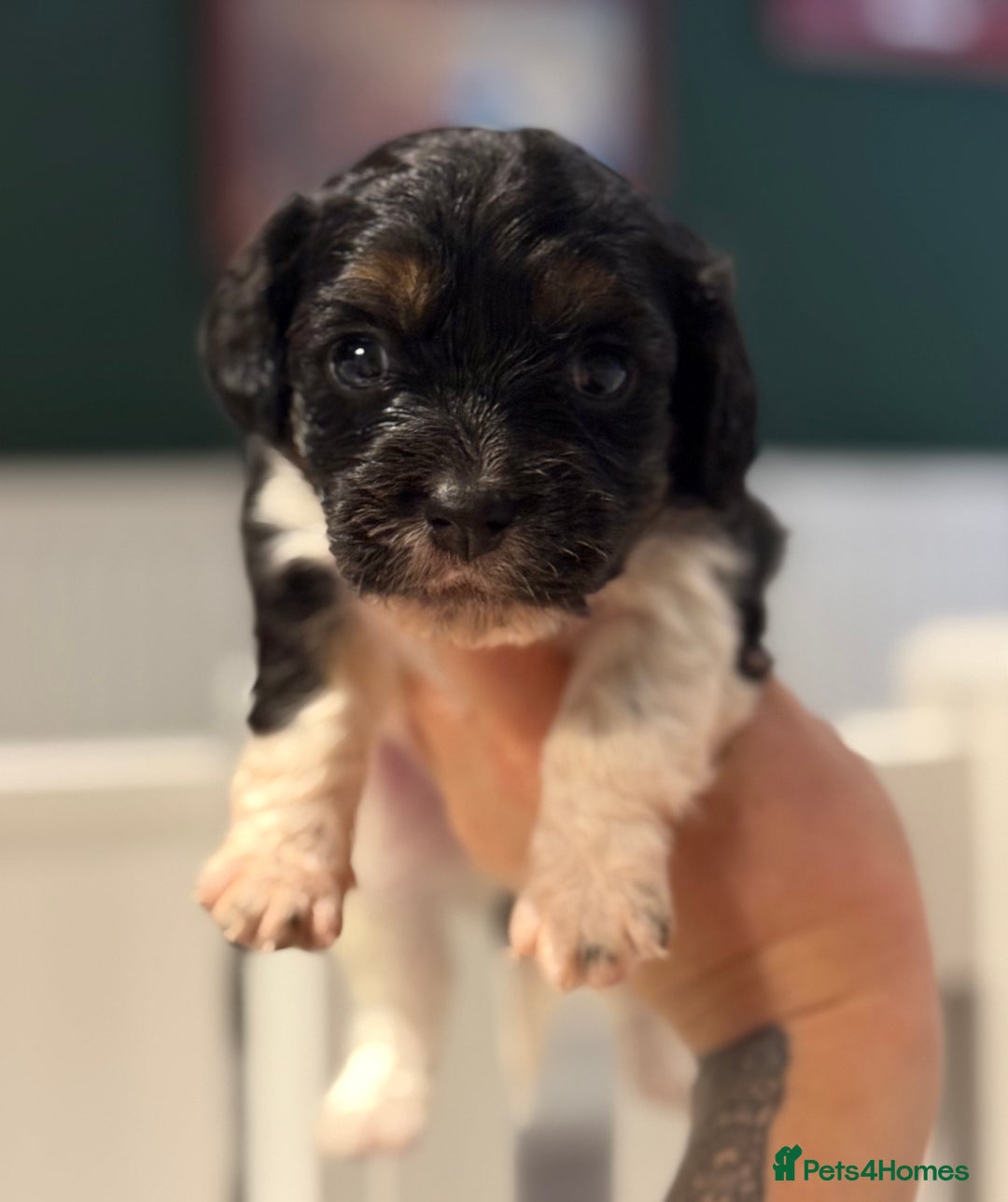 Mixed Breed dogs for sale: Beautiful CavaJacks 🖤 - Image 7