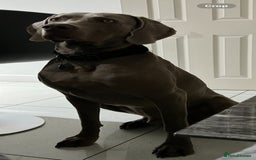 Weimaraner dogs for stud: Stunning, Healthy Stud - Image 4