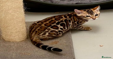 Bengal cats - Advert 10