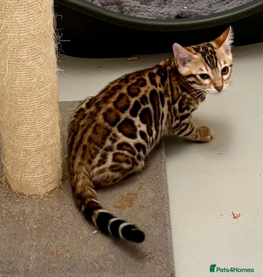 Bengal cats for sale: TICA brown rosetted female bengal kittens - Image 2