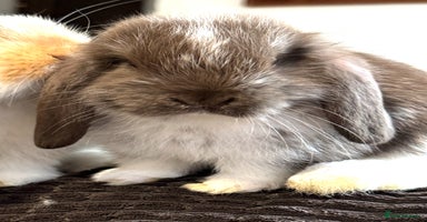 Mini Lop rabbits - Advert 4