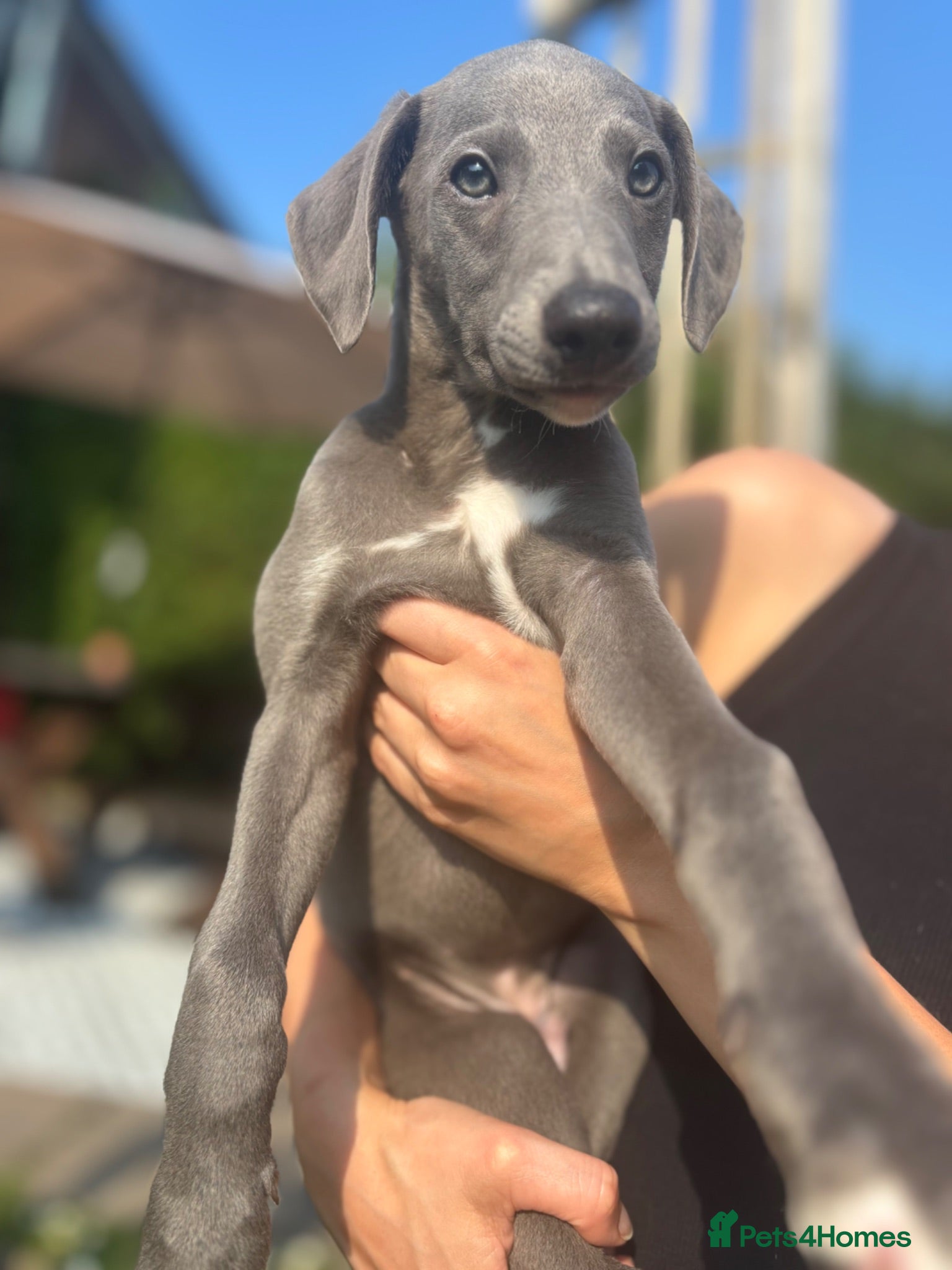 Whippet dogs KC registered Whippets health tested parents - Advert 2