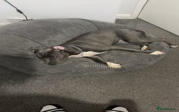 American Bull Staffy dogs for sale: American Staffordshire female  - Image 2