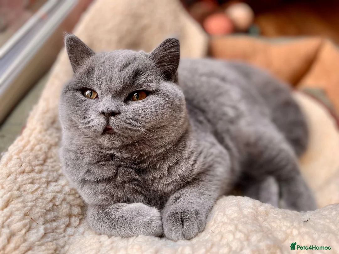 British Shorthair cats for sale: Adult British Blue's Available - Advert 7