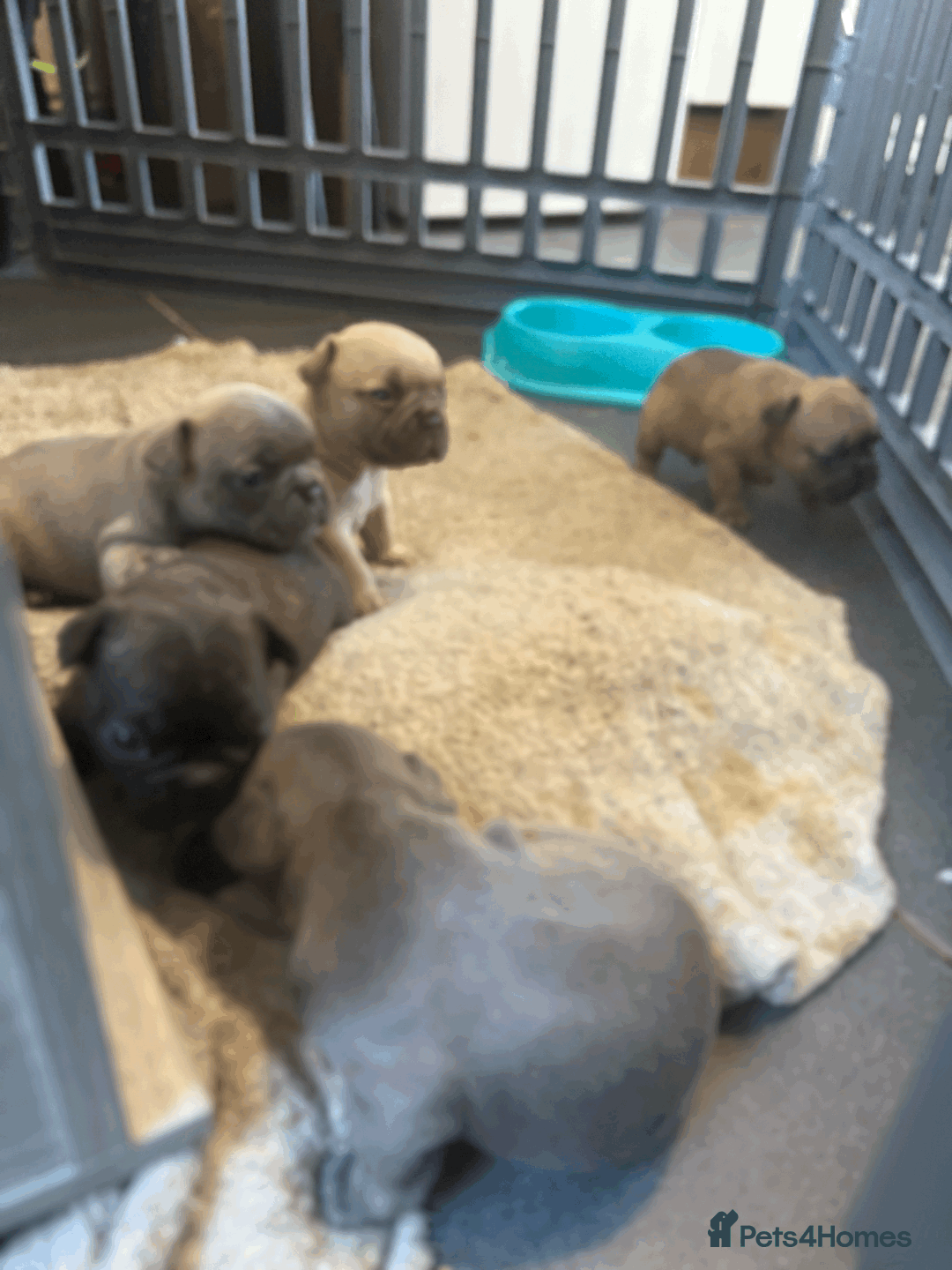 French Bulldog dogs for sale: Adorable KC registered French Bulldog puppies - Image 12