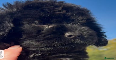 Cockapoo dogs - Advert 11