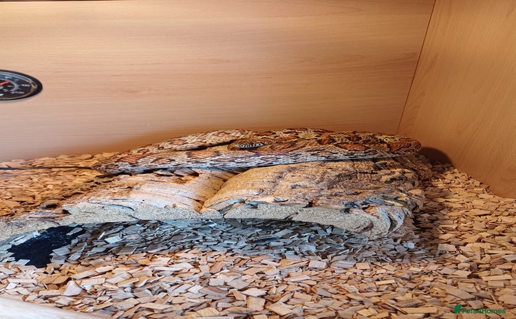 Corn Snake reptiles Jungle corn snake + vivarium + cupboard - Advert 1