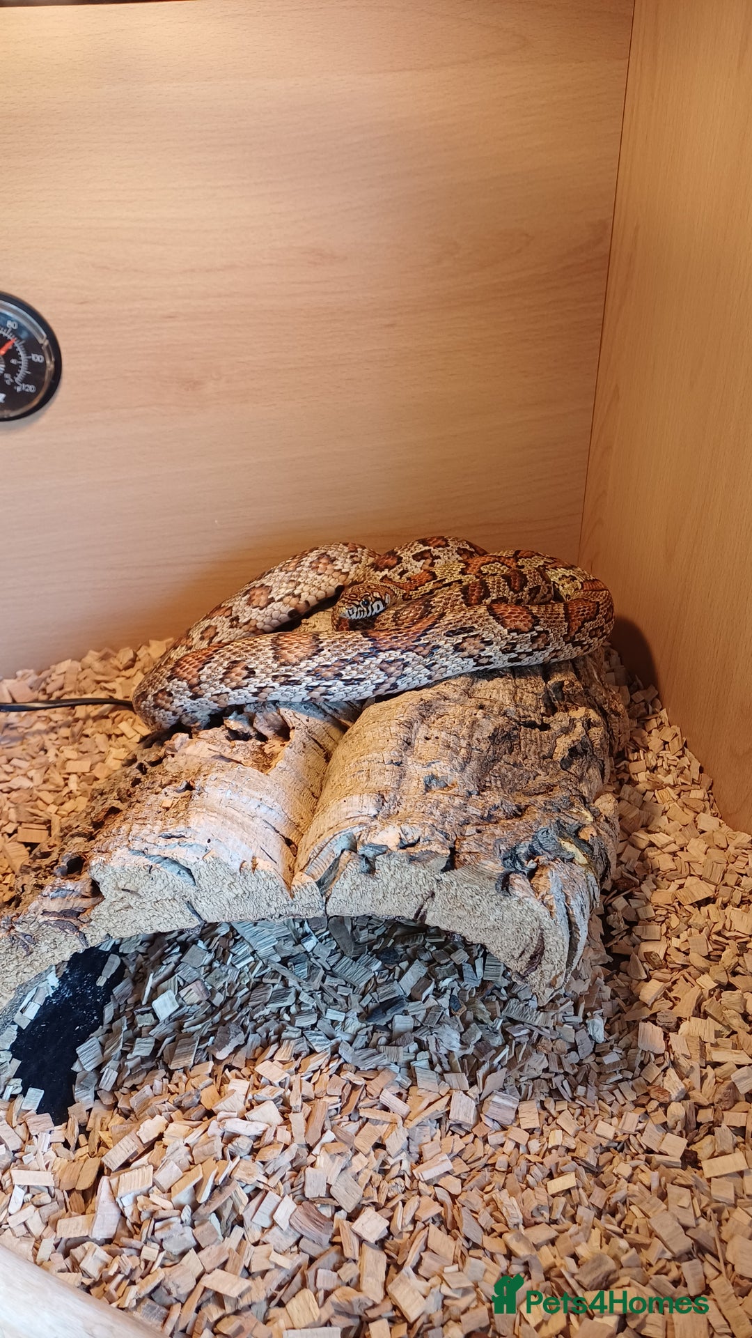 Corn Snake reptiles for sale: Jungle corn snake + vivarium + cupboard - Advert 1