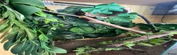 Chameleon reptiles for sale: Yaman Chameleon  in Colwyn Bay - Advert 3