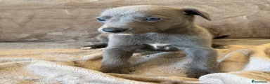Whippet 9