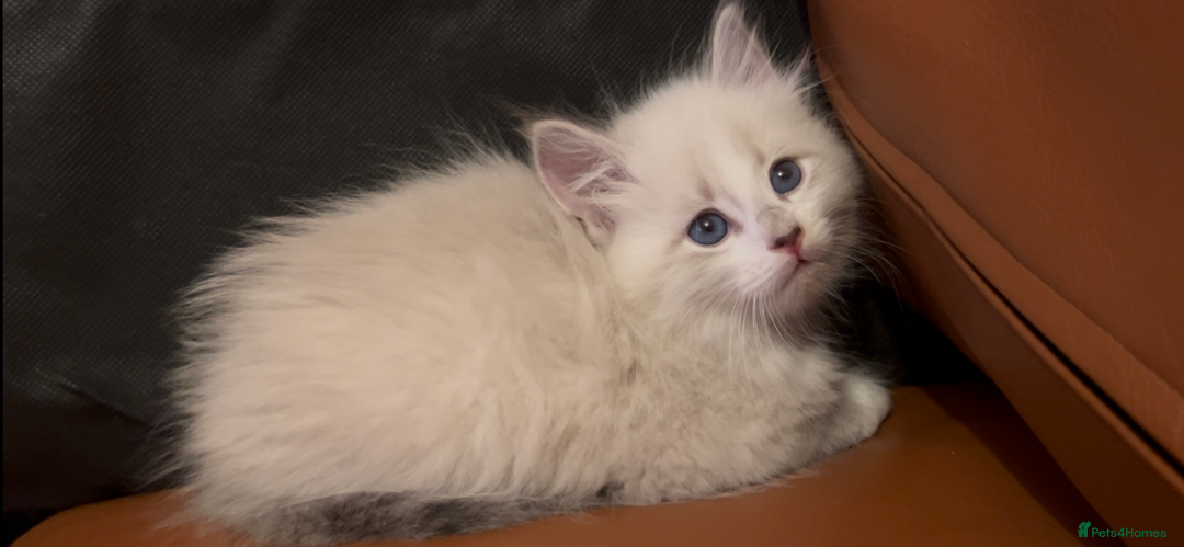 Siberian cats for sale: Siberians with wonderful personalities  - Image 11