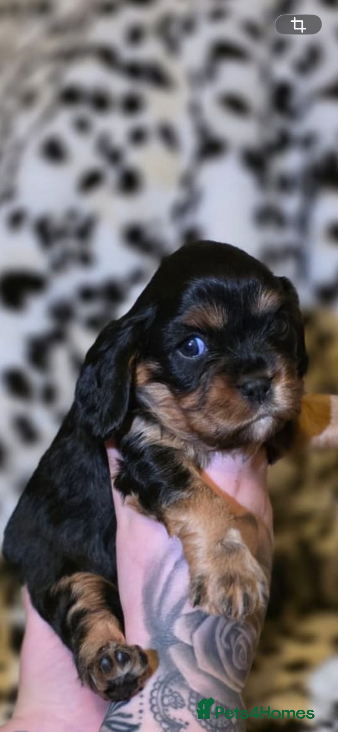 Cavalier King Charles Spaniel dogs for sale: 💫CKC STUNNING PUPPIES HEALTH TESTED 💫 - Advert 2