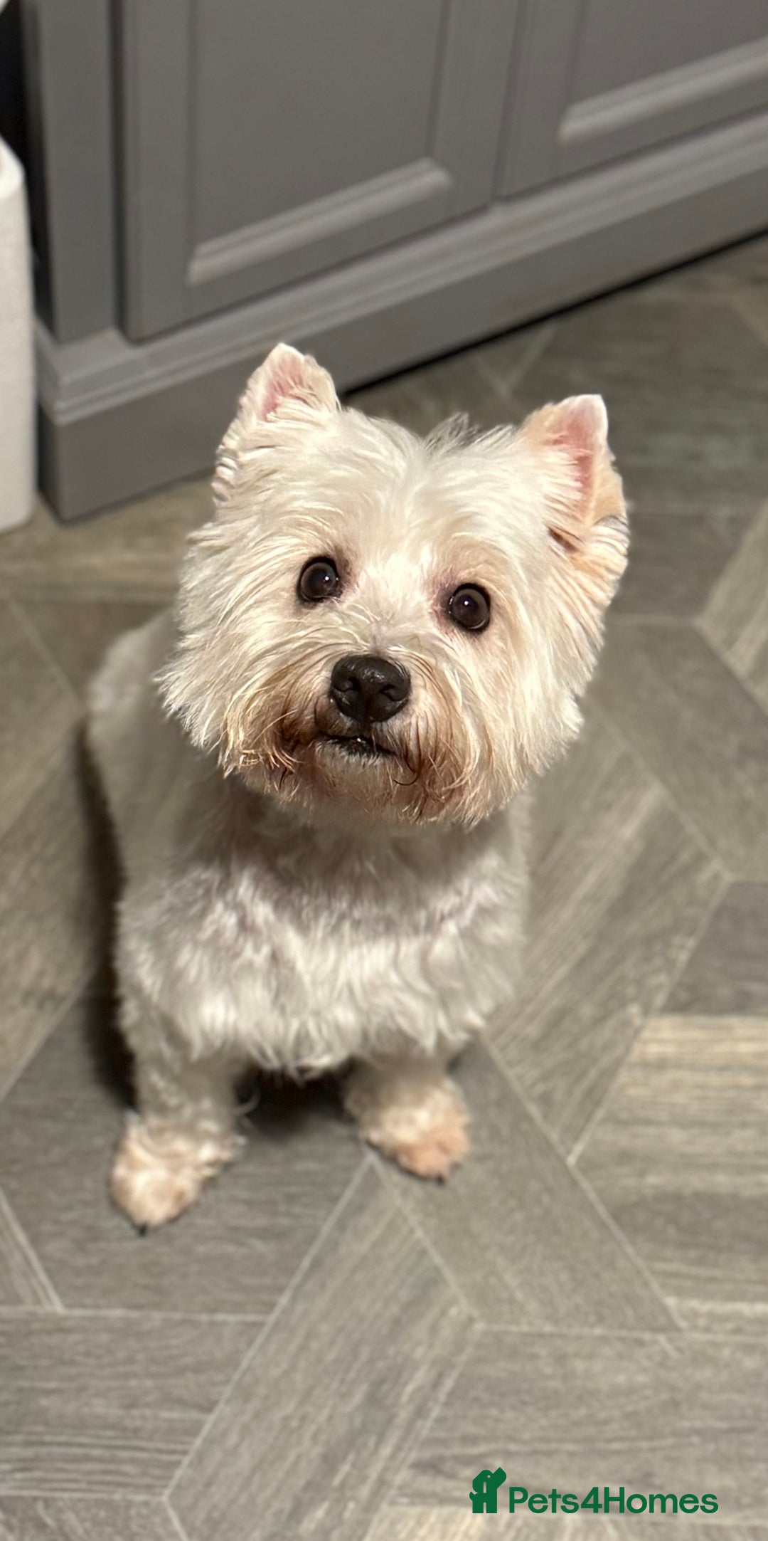 West Highland Terrier dogs for sale: Only 4 Westie Puppies Left – Ready for Homes Now! - Advert 5