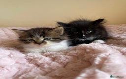 Maine Coon cats for sale: Maine Coon Cross Kittens  - Image 3