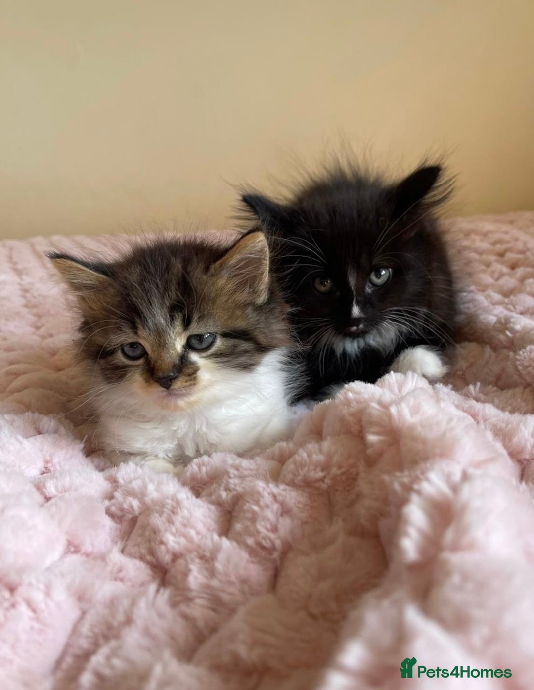 Maine Coon cats for sale: Maine Coon Cross Kittens  - Image 3