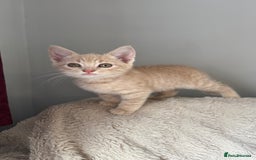 Mixed Breed cats for sale: 3 adorable kittens for sale  - Advert 2