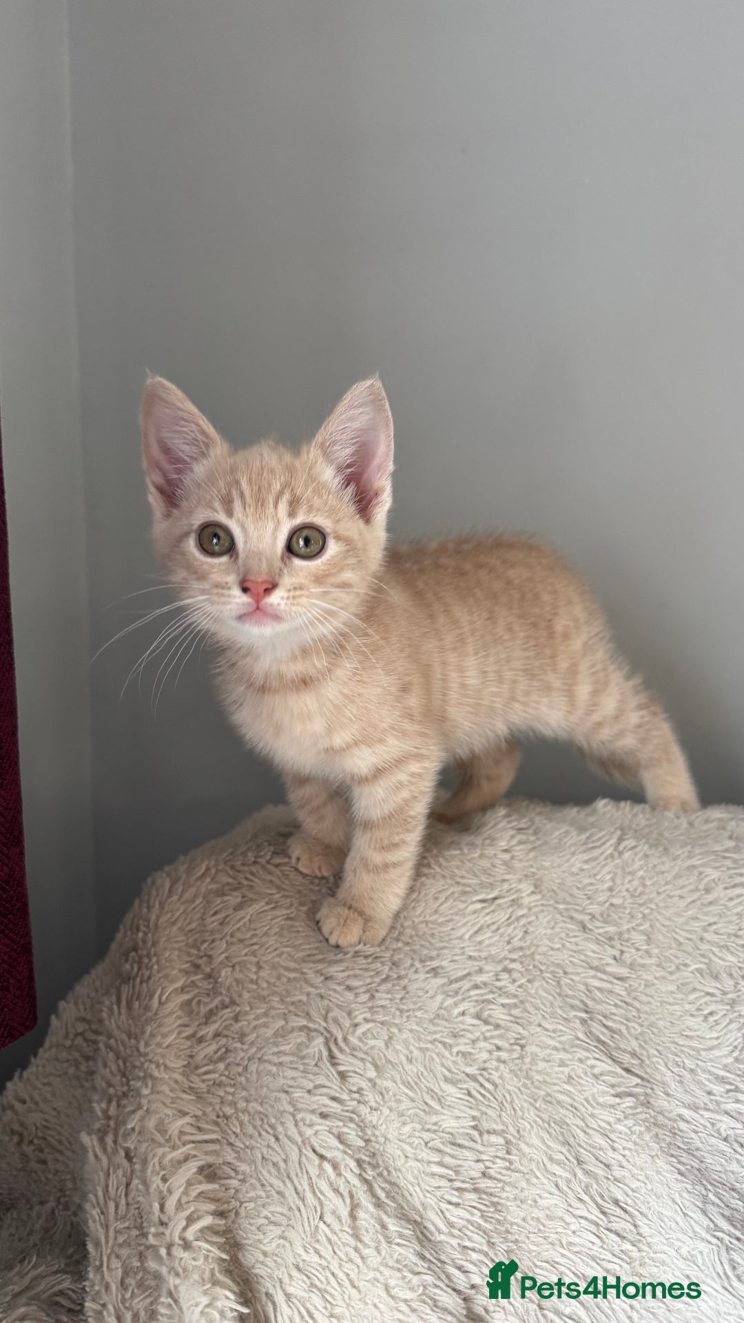 Mixed Breed cats for sale: 3 adorable kittens for sale  - Advert 2