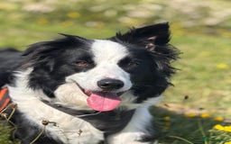 Border Collie dogs for sale: Border Collie for Rehome - Image 3