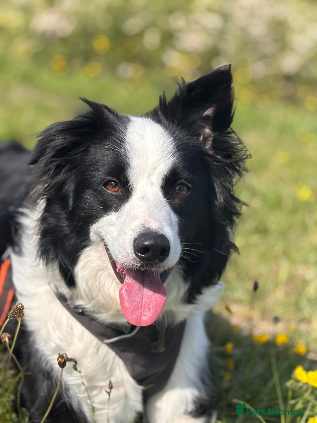 Border Collie dogs for sale: Border Collie for Rehome - Image 3