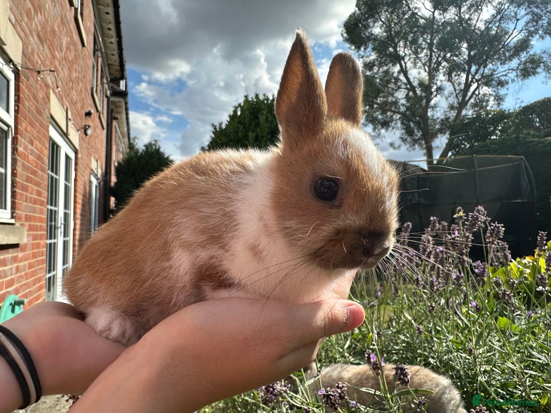 Netherland Dwarf rabbits for sale: SHOW QUALITY PURE BRED NETHERLAND DWARF - Image 3