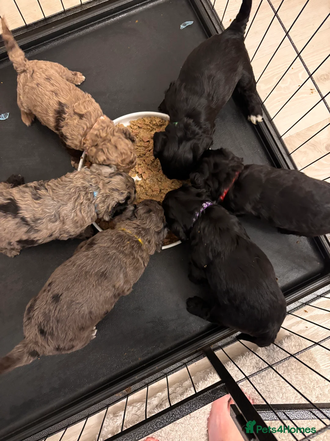 Cockapoo dogs for sale: *one boy left* F2 Cockapoo Puppies - Advert 2