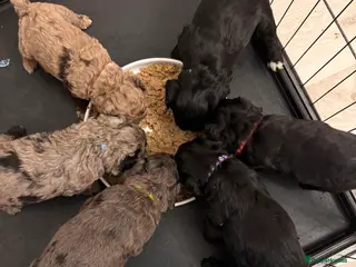 Cockapoo dogs F2 Cockapoo Puppies - Advert 6