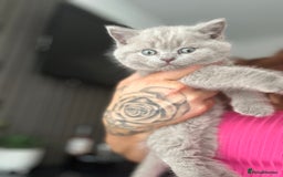 British Shorthair cats for sale: 🐈‍⬛ READY NOW - British Shorthair 🐈‍⬛ - Image 2