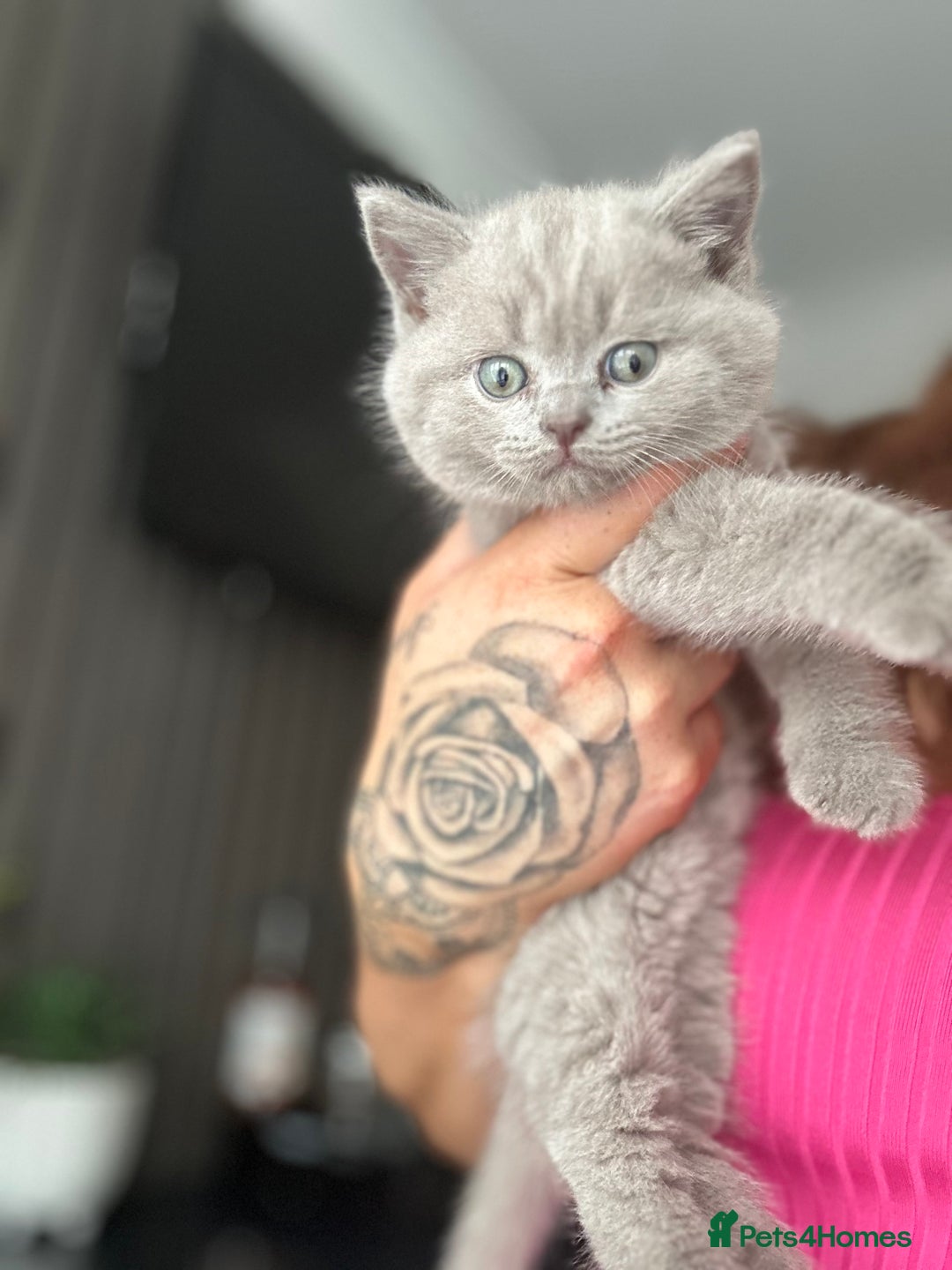 British Shorthair cats for sale: 🐈‍⬛ READY NOW - British Shorthair 🐈‍⬛ - Image 2