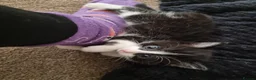 Domestic Shorthair cats for sale: Gorgeous tuxedo and mixed litter - Advert 26