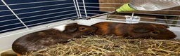 Guinea Pig rodents for sale: 2 Bonded Male Guinea Pigs + Full Setup & Extras in Oswestry - Advert 4