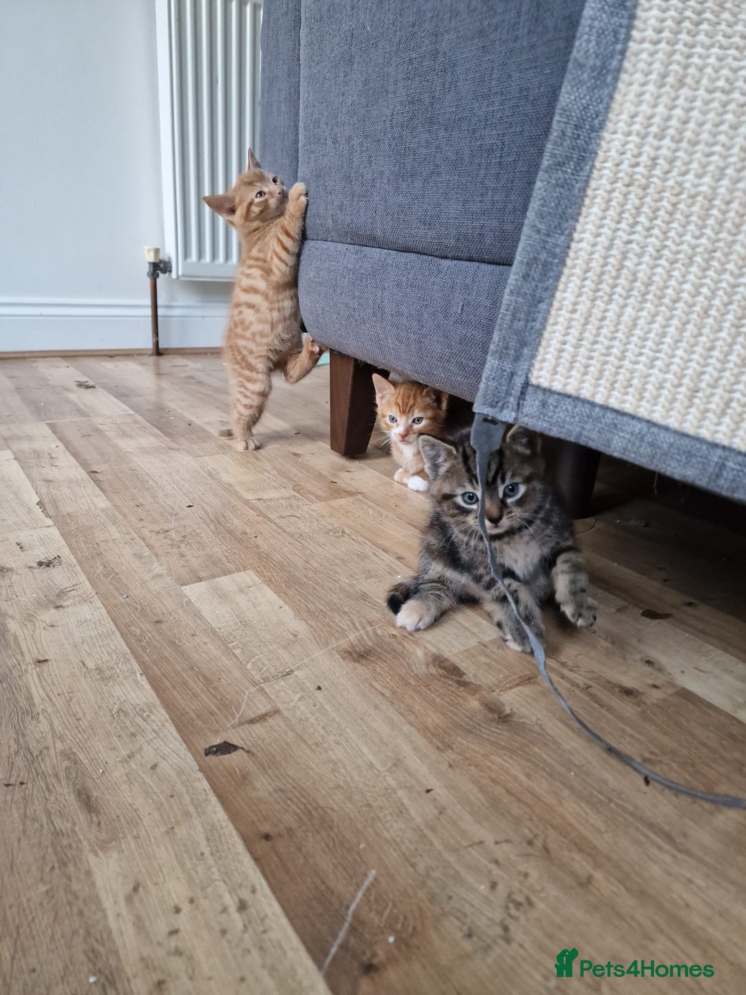 Mixed Breed cats for sale: Cute Ginger Boy ! - Advert 5