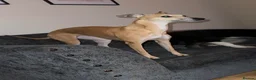Whippet dogs for sale: Exceptional litter of KC registered whippets - Advert 2