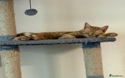 Domestic Shorthair cats for sale: Rehoming Ginger Tabby - Image 4